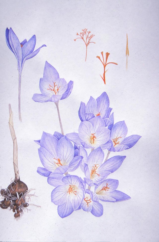 crocus1