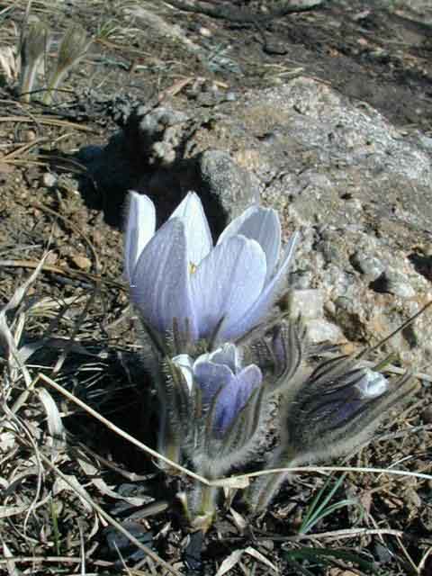 pulsatilla5