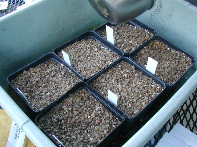 seedsowing3