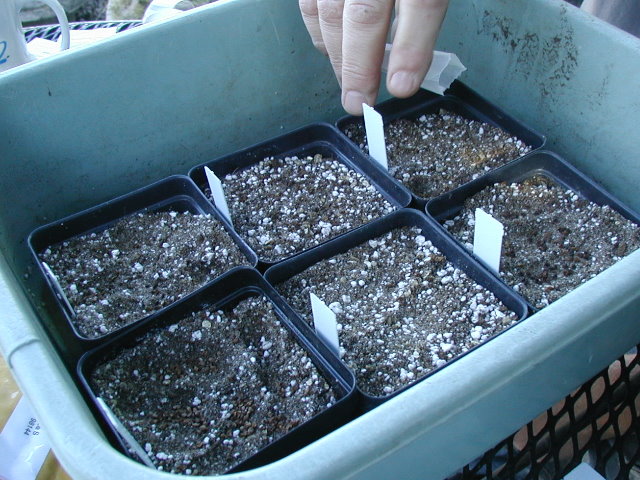seedsowing4