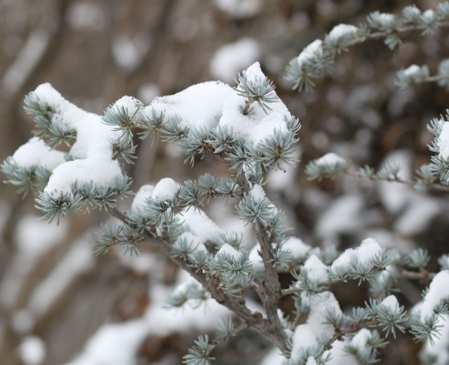 Cedrus atlantica 'Glauca'