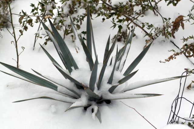 Yucca pallida
