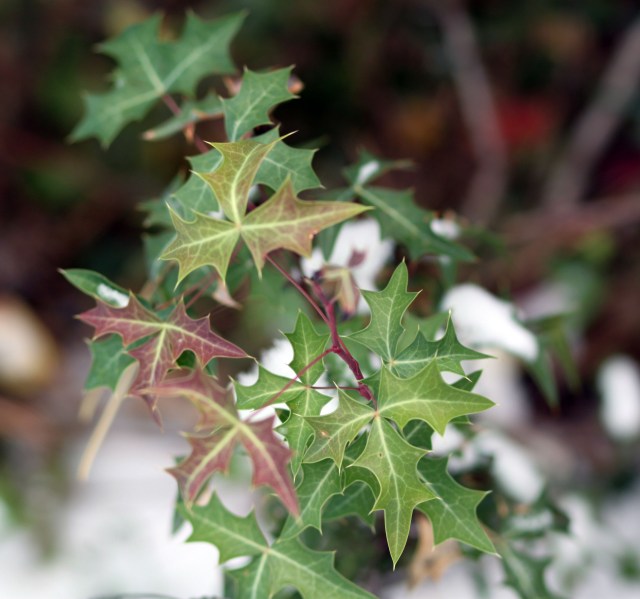 Mahonia trifoliolata
