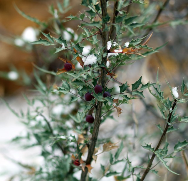 Mahonia haematocarpa