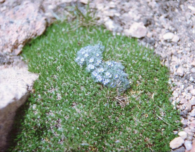 Eritichium aretioides growing in Silene acaulis