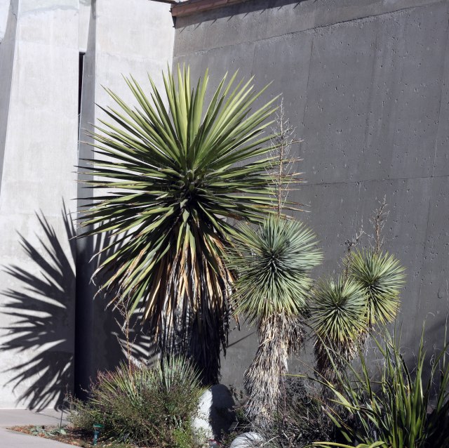 Yucca faxoniana and Y. thompsoniana, and Hesperaloe funifera