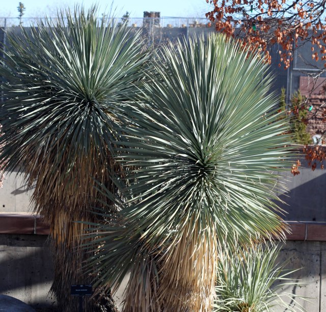 Yucca rostrata