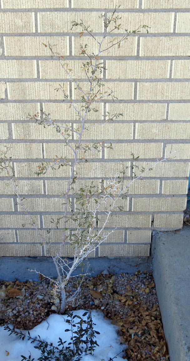 Prosopis pubescens 'Clark County'