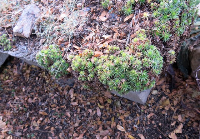 Saxifraga caucasica