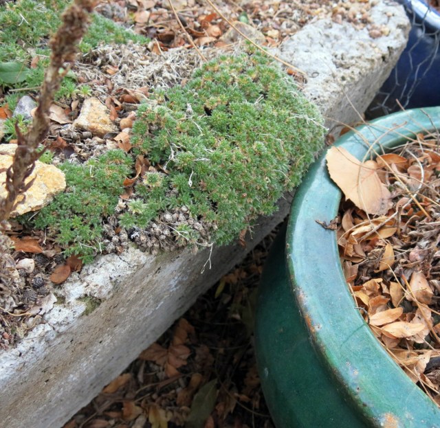 Draba cappadocica ...or some other draba