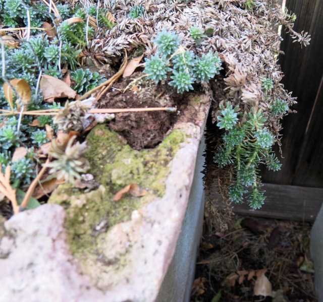 saxifrage with label buried too far into the soil to find