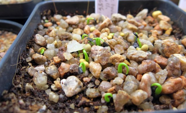 Agave toumeyana var. bella germinating, sown 01-23-14, from year-old seed