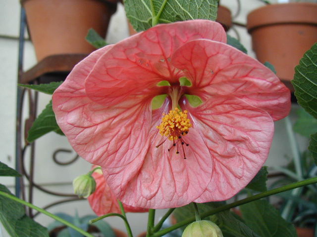 abutilon
