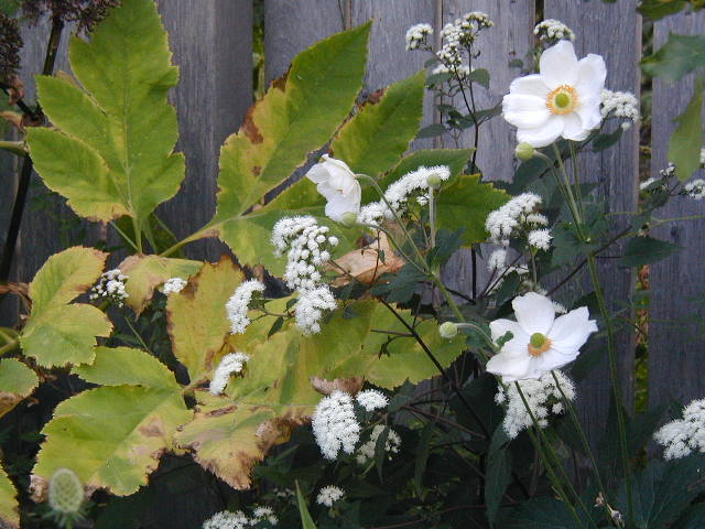 Angelica gigas, Eupatorium rugosum 'Chocolate', Anemone 'Honorine Jobert'