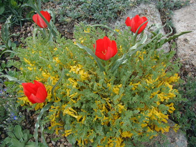 Corydalis aurea and tulips