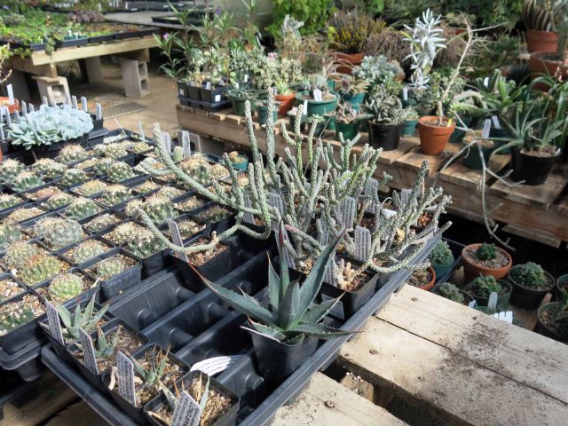 Cylindropuntia ramosissima in the right corner of the flat.