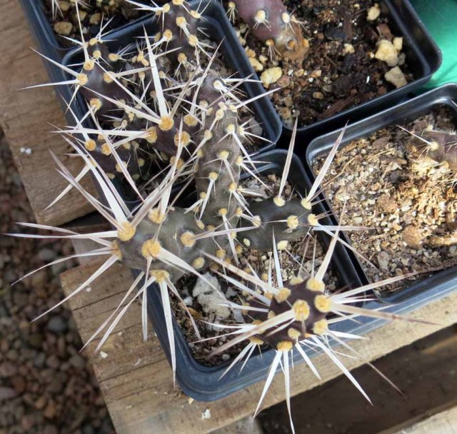 maybe Maihueniopsis glomerata ssp. platyacantha