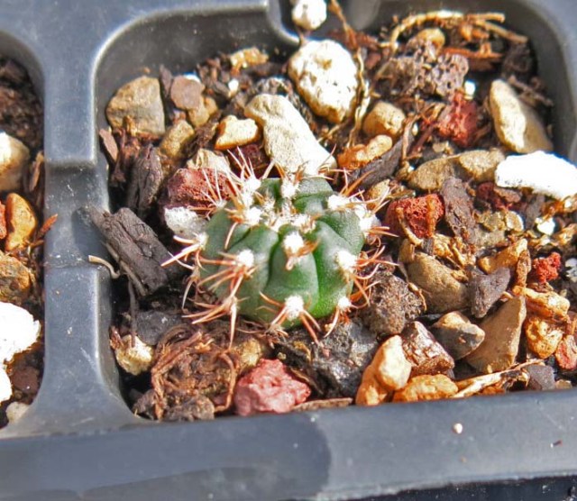 a gymnocalycium, a little larger than a pea
