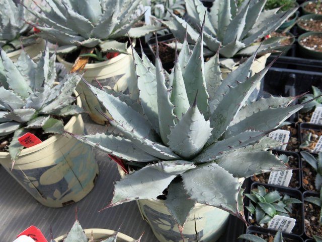 extra blue form of Agave parryi var. neomexicana, maybe a hybrid, but hardy
