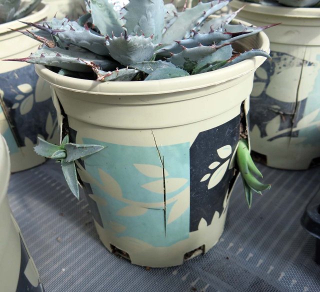 clever method of propagation