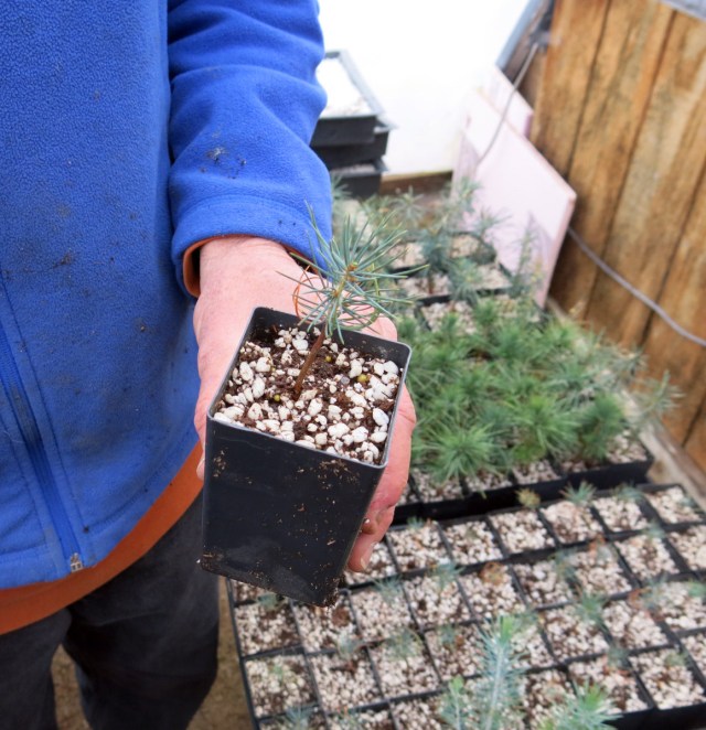 Kirk holding a seedling Cedrus libani var. stenocoma