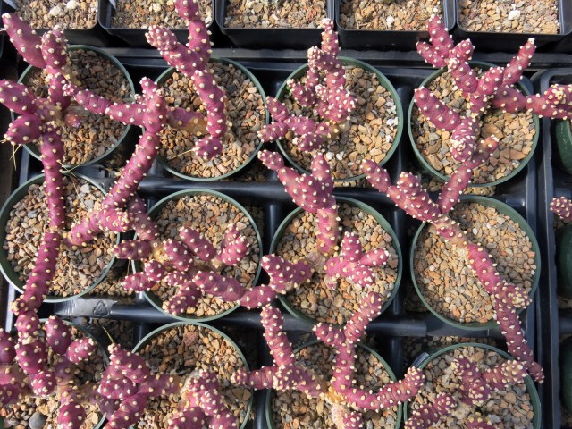 possibly a form of Opuntia rutila from the San Gabriel Mtns in southern California, not really hardy here