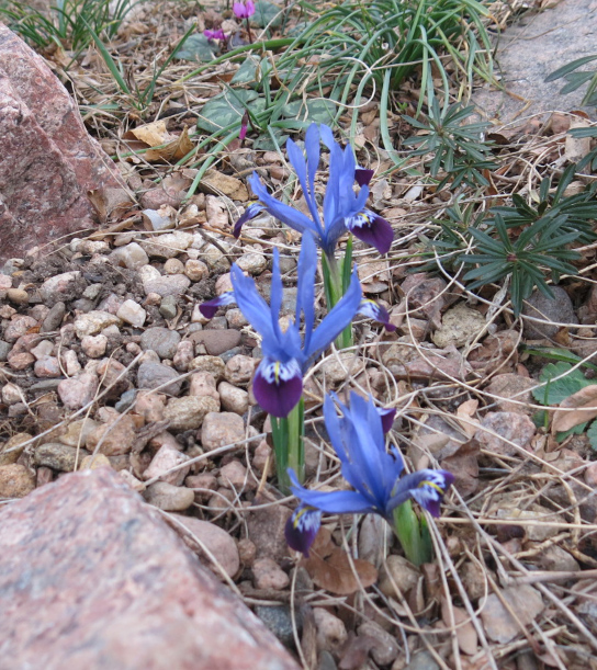 Iris reticulata 'Halkis'