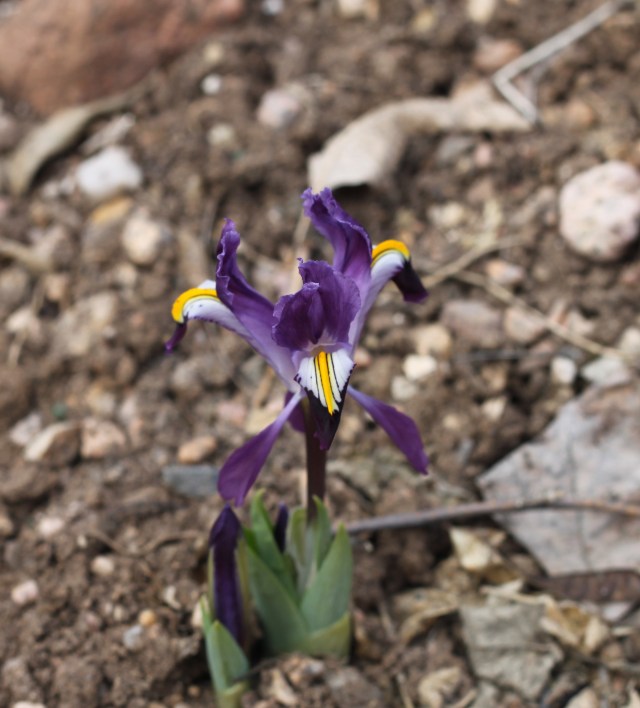 Iris rosenbachiana Tovil Dara