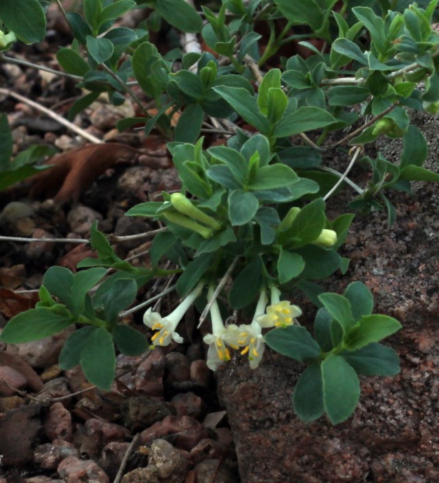 the dwarf honeysuckle, Lonicera olgae