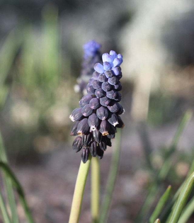 Muscari leucostomum