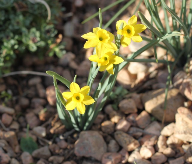Narcissus rupicola