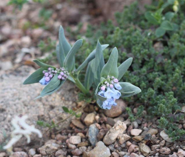 harbinger of springtime in the Rockies, Mertensia lanceolata