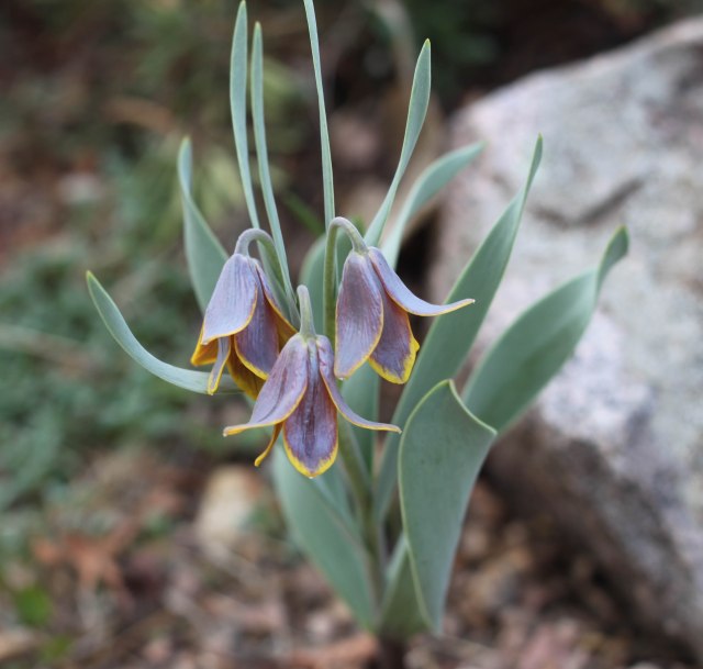 Fritillaria pinardii