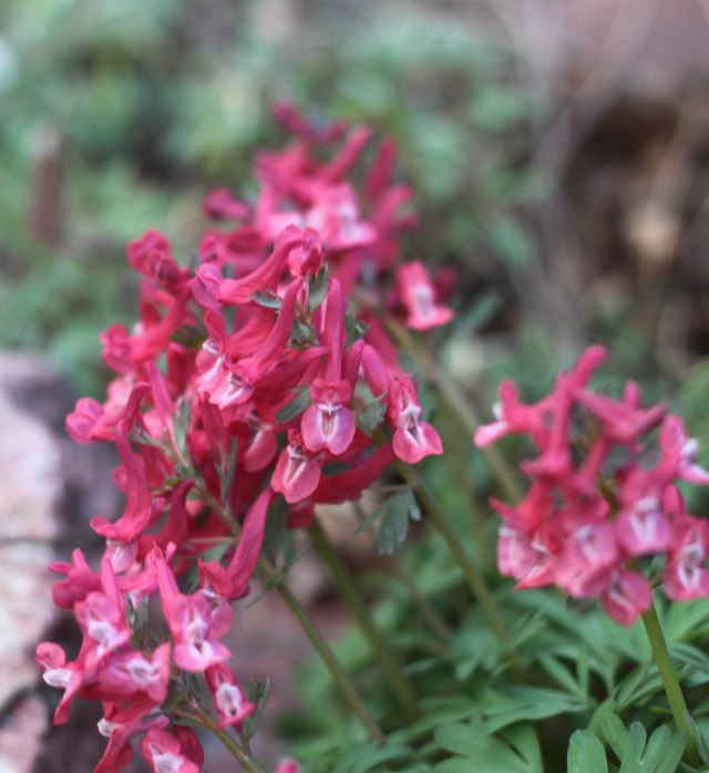 Corydalis solida 'George Baker'
