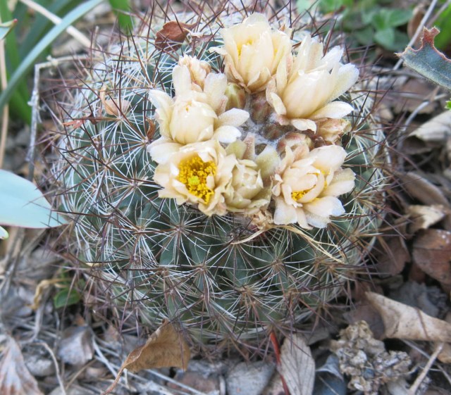 Pediocactus simpsonii, grown from seed twenty years old; flowers scented of roses