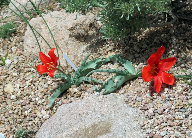 Tulipa butkovii