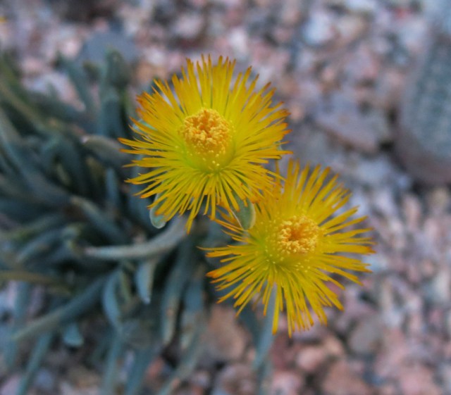 Bergeranthus jamesii