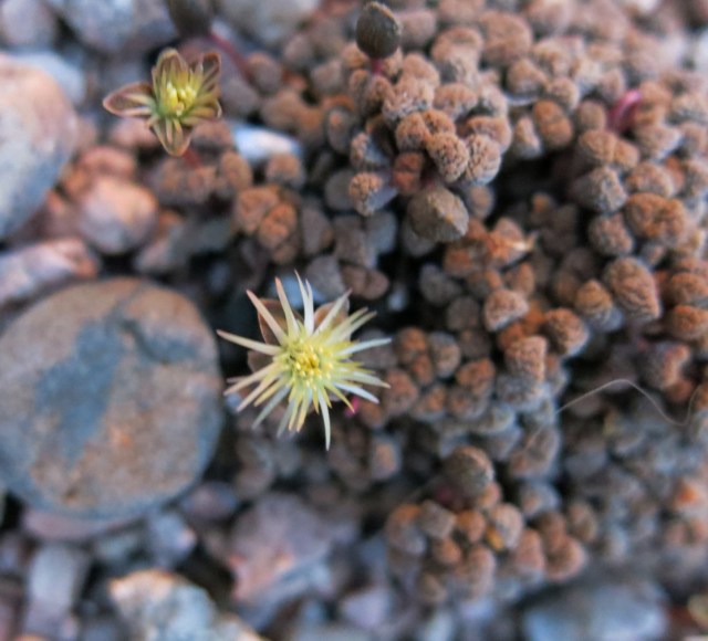 Neohenricia sibbettii