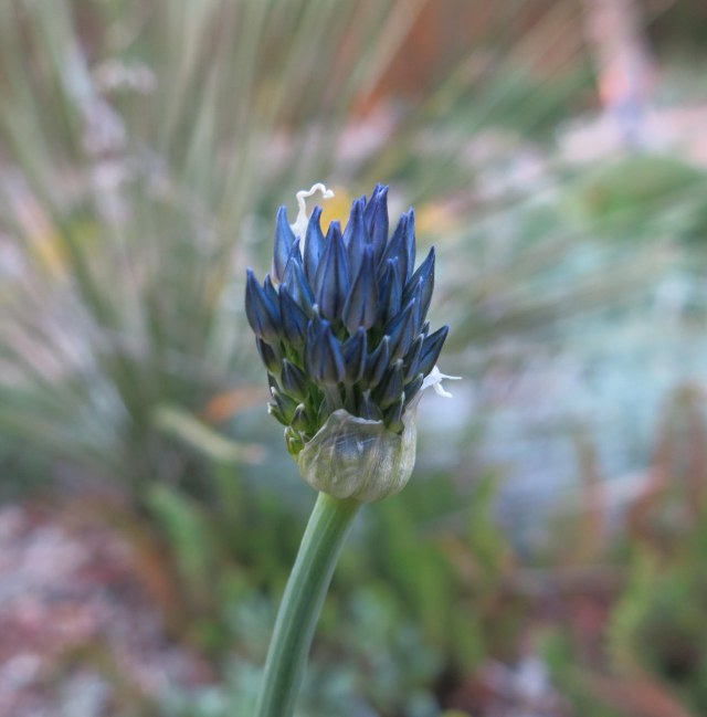 Allium litwinowii, not fully open