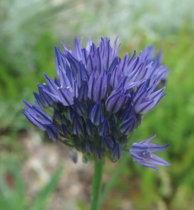 Allium litwinowii