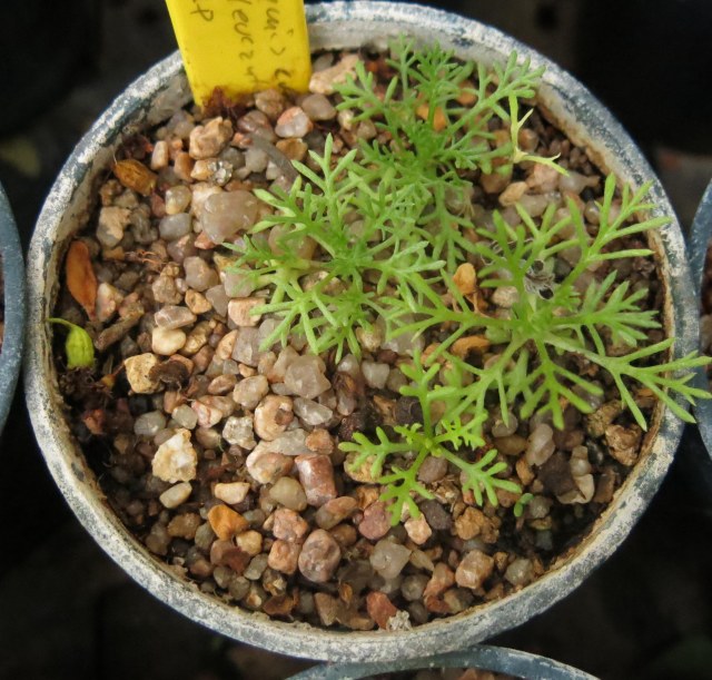 Anthemis cretica subsp. leucanthemoides
