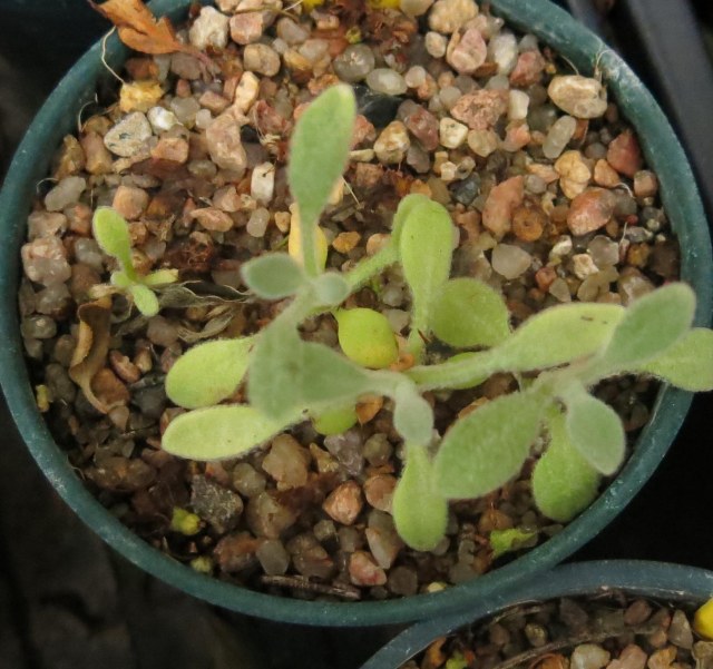 Matthiola anchoniifolia