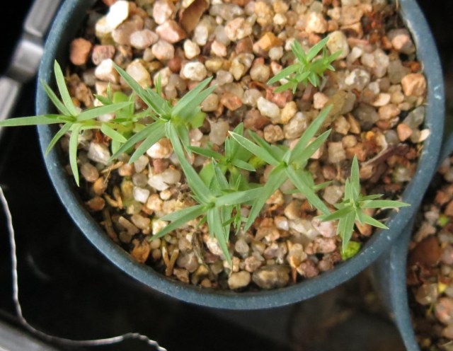 Dianthus pumilus subsp. arpadianus