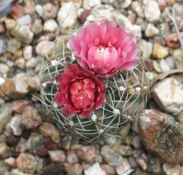 Gymnocalycium baldianum