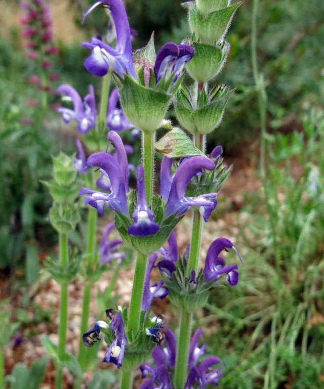 Salvia phlomoides