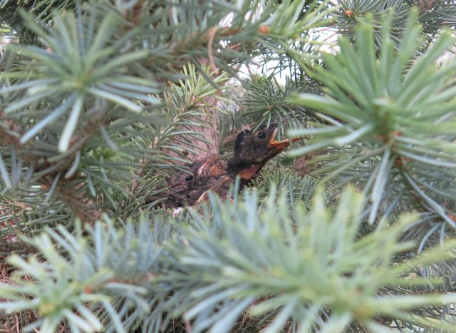 Mom! Mom! Someone's looking at us!