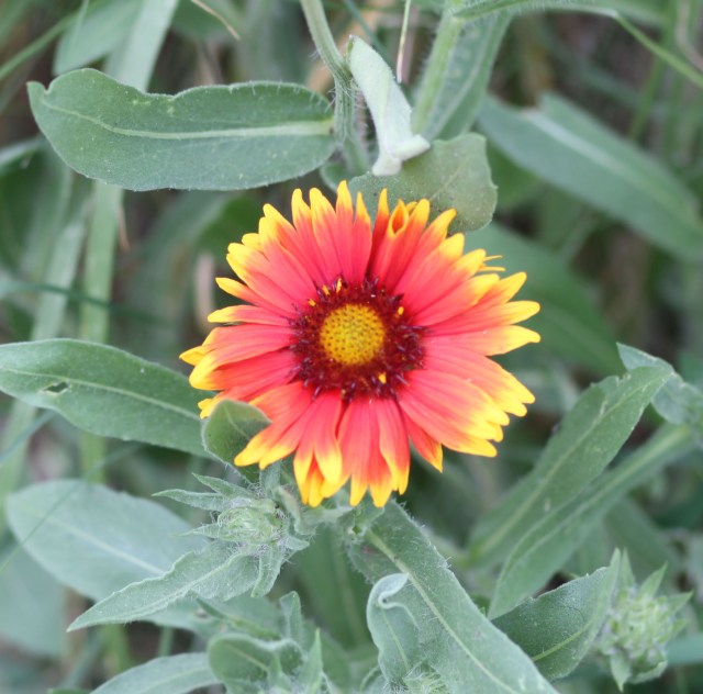 Gaillardia aristata