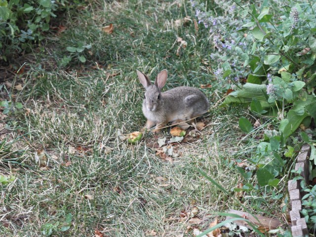 "The apple is really good."