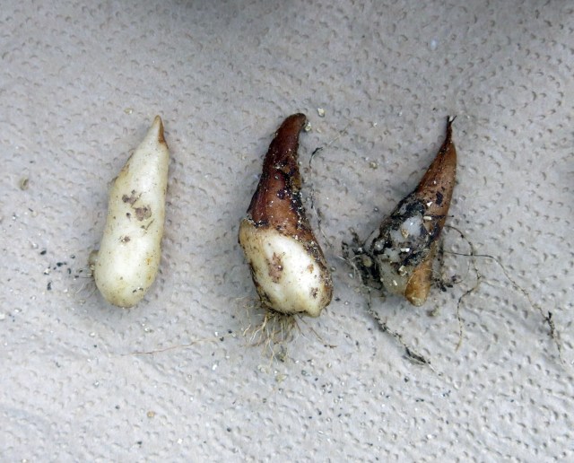 Erythronium tuolumnense