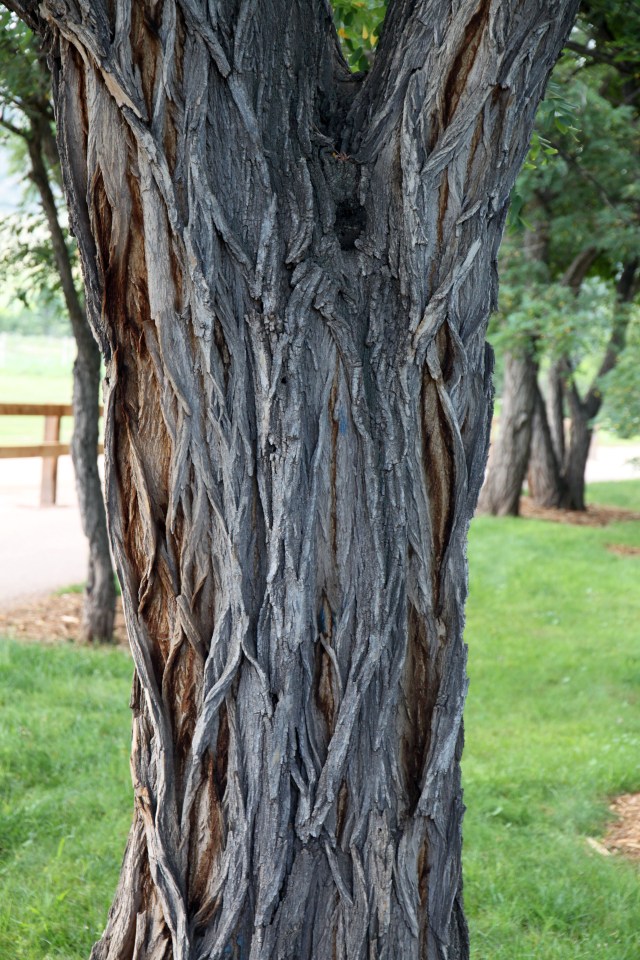bark of the black locust, Robinia pseudoacacia